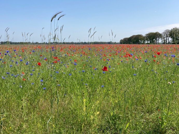 Copyright Joop de Vries