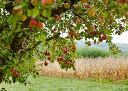 Agroforestry_large