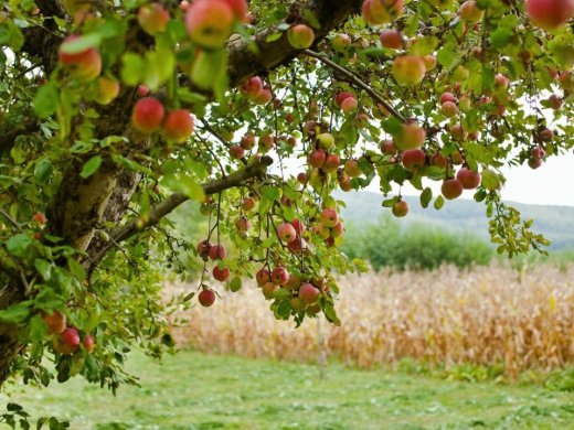 Agroforestry_large