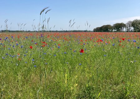 Copyright Joop de Vries