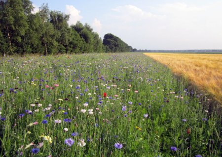 bloemen-002-11_large