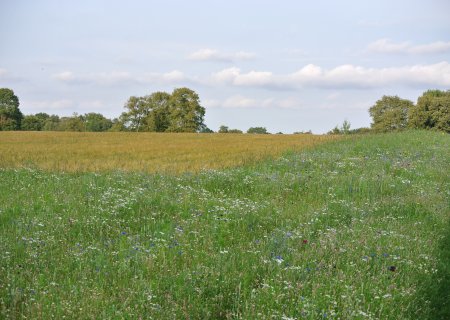 Kruidenrijke akkerrand naast graan