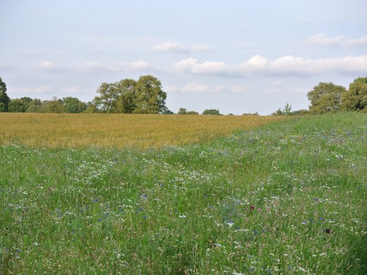 Kruidenrijke akkerrand naast graan