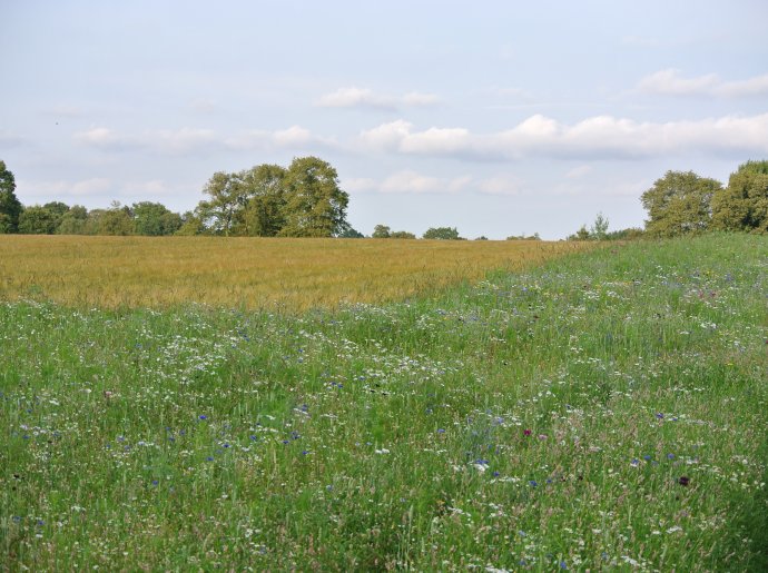 Kruidenrijke akkerrand naast graan