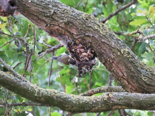 Koolmees-in-nest-eikenprocessierups-16-7-2019-Wapserveen-met-Peter-Bennink-Tuin-en-Landschap-1024x768_large