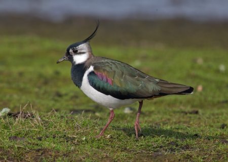 Northern-Lapwing-Vanellus-vanellus_large