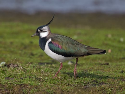 Northern-Lapwing-Vanellus-vanellus_large