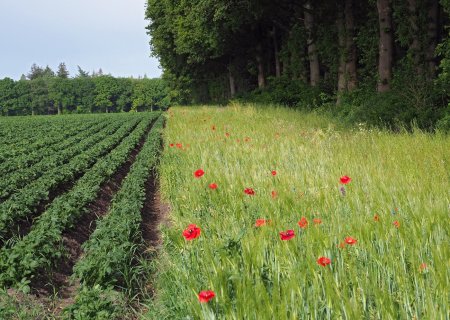 Kruidenrijke akkerrand Odoorn © Hans Dekker