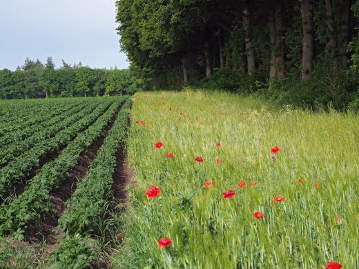 Kruidenrijke akkerrand Odoorn © Hans Dekker