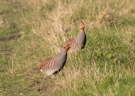 Patrijzen_Wies_met_de_Patries