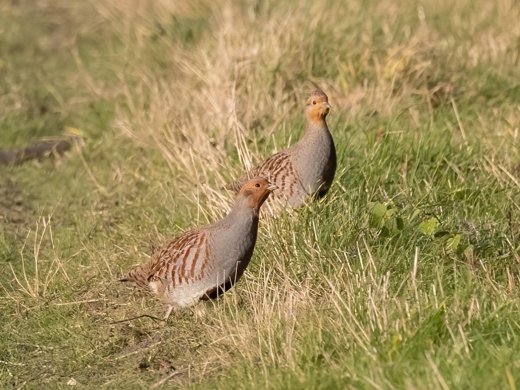 Patrijzen_Wies_met_de_Patries